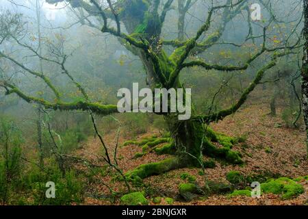 Portugiesische Eiche (Quercus faginea) und Nebel, Los Alcornocales Naturpark, Südspanien, November. Stockfoto