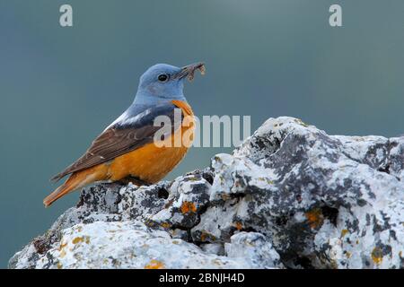 Steindrossel (Monticola saxatilis), Naturpark Sierra de Grazalema, Südspanien, Mai. Stockfoto