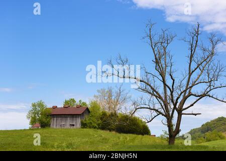 Unter weißen Wolken und blauem Himmel steht eine Holzscheune mit einem roten Metalldach auf einem Hügel mit einem blattlosen Baum im Vordergrund Stockfoto