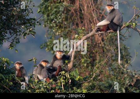 Rotschankige Douc langur (Pygathrix nemaeus) Erwachsene Männchen, Weibchen und Junge auf Ast in Baldachin, Vietnam sitzen Stockfoto