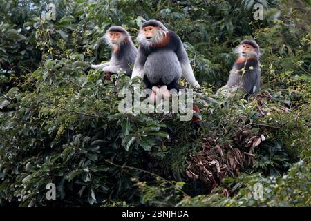 Rotschankige Douc langur (Pygathrix nemaeus) Erwachsene Männchen mit zwei Weibchen in Baldachin, Vietnam Stockfoto