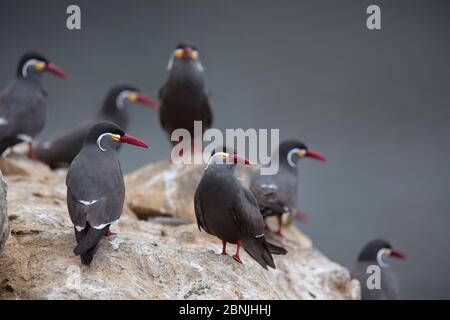 Inka Seeschwalbe (Larosterna inca) kleine Herde auf Felsen, Guano Insel Pescadores, Peru Stockfoto