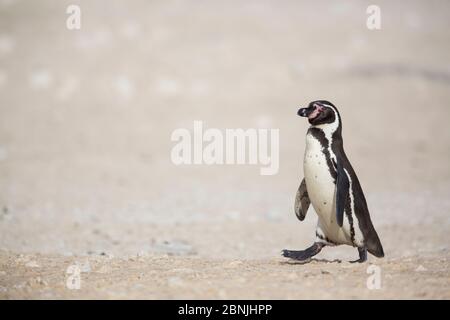 Humboldt-Pinguin (Spheniscus humboldti) Wandern am Strand, Punta San Juan, Peru Stockfoto