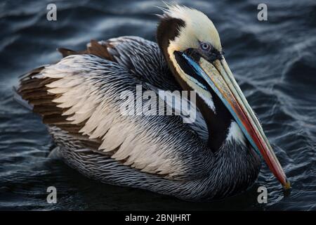 Peruanischer Pelikan (Pelecanus Thagus) Porträt auf dem Wasser, Peru Stockfoto