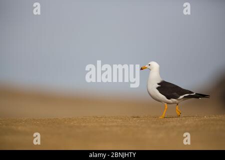 Bandschwanzmöwe (Larus belcheri) in der Küstenwüste von Nazca im Paracas National Reserve, Peru Stockfoto