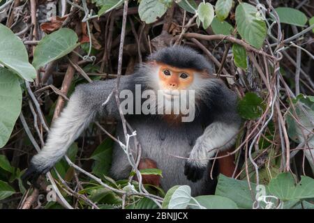 Rotschankige Douc langur (Pygathrix nemaeus) Erwachsene Frau, Vietnam Stockfoto