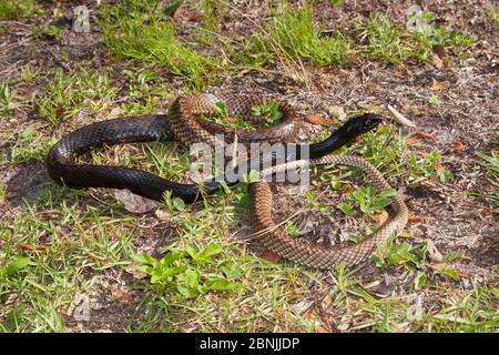 Östliche Kutschenpeitsche Schlange (Masticophis flagellum flagellum) Nord Florida, USA, April. Stockfoto