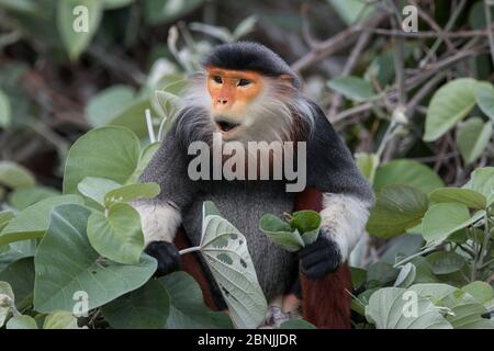 Rot-Shanked Douc langur (Pygathrix nemaeus) Erwachsener, männlich, Vietnam Stockfoto