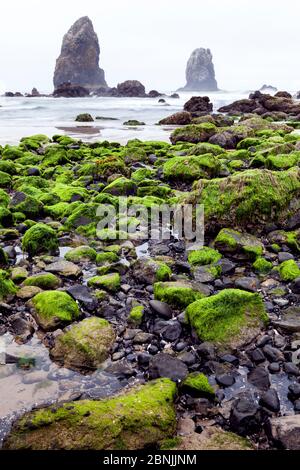 Felsige Küste bekannt als The Garden, Cannon Beach, Oregon, USA. April 2016. Stockfoto