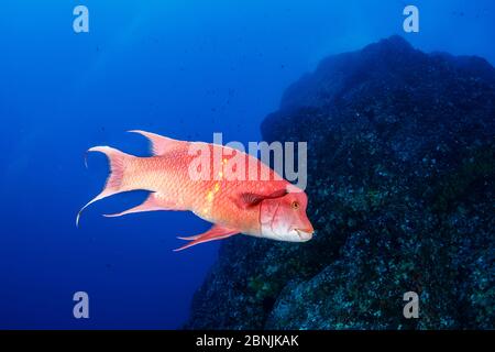 Mexikanischer Hogfish (Bodianus dipotaenia) Biosphärenreservat des Archipels Revillagigedo, Socorro-Inseln, Westmexiko Stockfoto