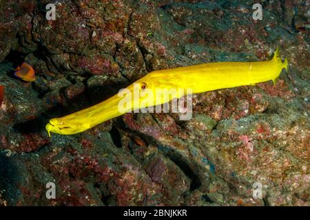 Trompetenfisch (Aulostomus chinensis) San Benedicto Island, Biosphärenreservat des Archipels Revillagigedo, Socorro-Inseln, Westmexiko Stockfoto