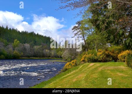 SPEYSIDE WAY MORAY SCHOTTLAND DER FLUSS SPEY IM FRÜHLING BEI TAMDHU TEIL DES KNOCKANDO LANDGUTS Stockfoto