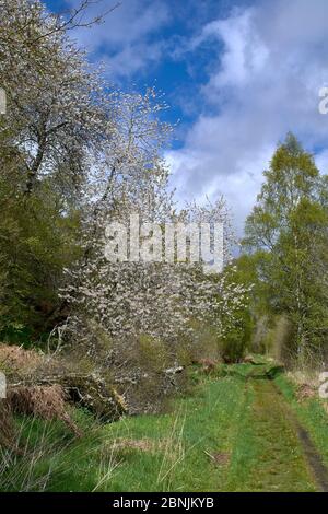 SPEYSIDE WAY MORAY SCHOTTLAND WEISSE KIRSCHBAUM BLÜTE IM FRÜHLING WÄCHST ENTLANG DER SPUR Stockfoto