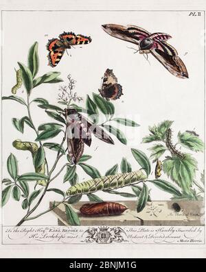 Historische Darstellung von Sphinx ligustri und dem kleinen Schildkrötenschmetterling (Aglais urticae) mit 'aurelian' chrysalis. Platte I Stockfoto