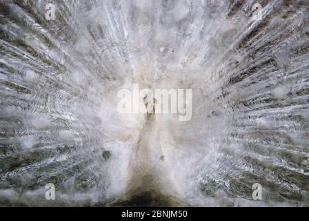 Weiße Pfauenvögel malerische Wandkunst Stockfoto