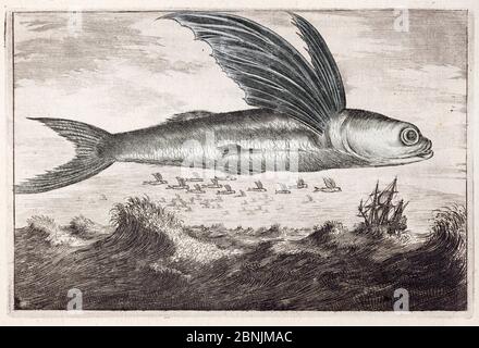 Illustration von fliegenden Fischen (Excocoetus), die aus dem Wasser springen, "eine Botschaft der Ostindien-Kompanie der Vereinigten Provinzen" von Johan Nieuhof Stockfoto