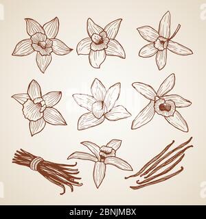 Biologische Illustrationen. Aroma Blüten von Zimt Stock Vektor