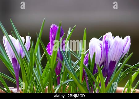 Lila und weiße Crocus Blüten auf Augenhöhe Blüte in einem Pflanzentopf im frühen Frühjahr in West Yorkshire, Großbritannien genommen Stockfoto