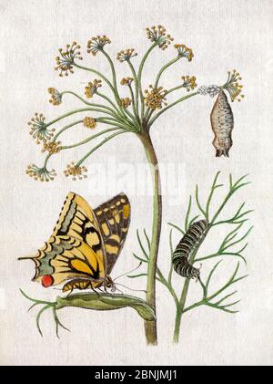 Illustration des Schwalbenschwanzfalter (Papilio machaon) auf Fenchel von Maria Sybella Merian 1683, aus ihrem Buch 'Raupen, ihre wundersame Verwandlungvon Stockfoto