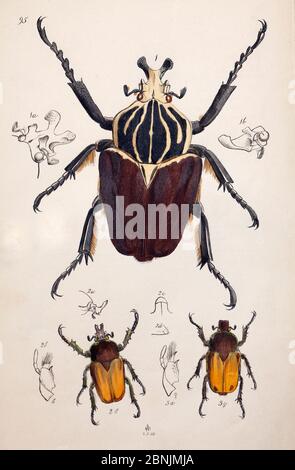 Illustration von Goliath Käfer (Goliathus goliatus) und Chaferkäfer, von Arcana entomologica, oder, Illustrationen von neuen, seltenen und interessanten inse Stockfoto