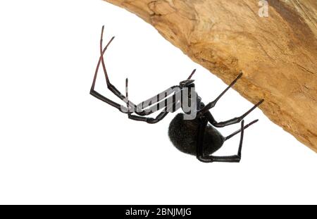 Mediterrane schwarze Witwenspinne (Latrodectus tredecimguttatus). Zentrale Küstenebene, Israel. Fokus-gestapelt und zugeschnitten. Meetyourneighbors.net pro Stockfoto