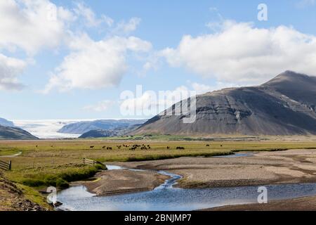 Isländische Landschaft mit Pferden und Gletscher, Island, Juli 2012 Stockfoto