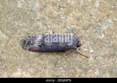 Dunkles Schwertschwertfalter (Agrotis ipsilon), Wiltshire, UK August Stockfoto