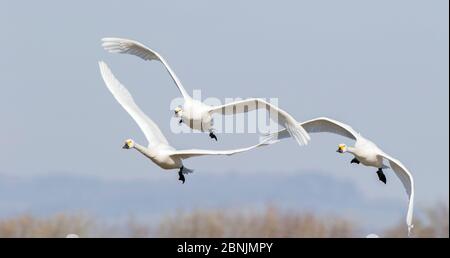 Bewick's Swans (Cygnus columbianus) drei im Flug, Gloucestershire, Großbritannien Februar Stockfoto