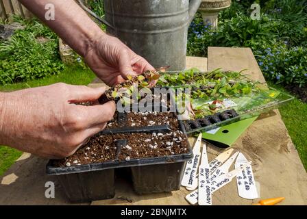 Nahaufnahme von Mann Pflanzen Topfen Garten gaura Plug Pflanzen in Kunststoff-Modulen Modulträger im Frühjahr England UK Vereinigtes Königreich GB Großbritannien Stockfoto