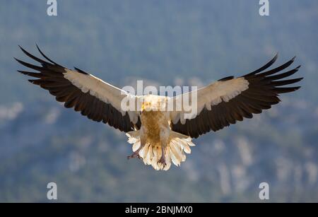 Ägyptische Geier (Neophron percnopterus) Landung, Pyrenäen, Spanien Juli Stockfoto