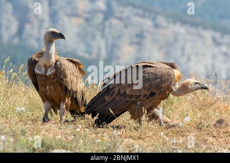 Gänsegeier (Gyps fulvus) zwei auf dem Boden, Pyrenäen, Spanien, Juli Stockfoto