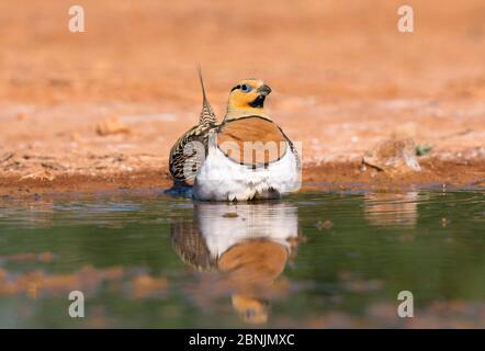 Pflaumen-Sandhuhn (Pterocles alchata) Männchen, das Wasser in Bauchfedern sammelt, Spanien Juli Stockfoto