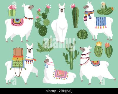 Set Illustrationen von Tieren. Lama und Alpaka Wolle Stock Vektor