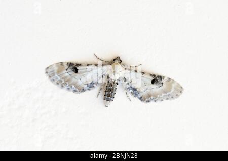 Limettenspeck-Mops (Eupithecia centaureata) Wiltshire, UK August Stockfoto