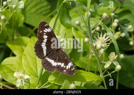 Weißer Admiral-Schmetterling (Ladoga camilla) Blackdog Wood, Wiltshire, UK Juli Stockfoto