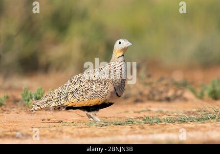 Schwarzbauchlaus (Pterocles orientalis) Frauenprofil, Spanien Juli Stockfoto
