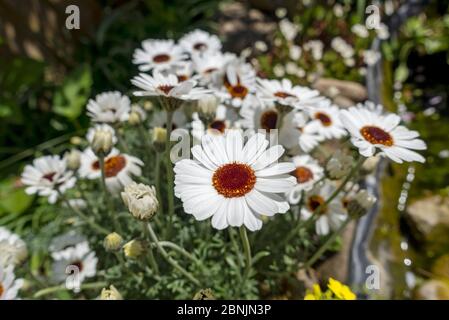Nahaufnahme von Rhodanthemum 'African Eyes' Marokkanische Gänseblümchen weiße Blumen blühen im Frühjahr England UK Vereinigtes Königreich GB Großbritannien Stockfoto