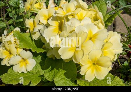 Nahaufnahme der gelben Primrose polyanthus primula Blumen Primulis Blume Blüte in einem Frühlingsgarten England UK Vereinigtes Königreich GB Großbritannien Stockfoto