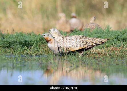 Schwarzbauchlaus (Pterocles orientalis) Männchen und Weibchen trinken am Rande des Wassers, Spanien, Juli Stockfoto