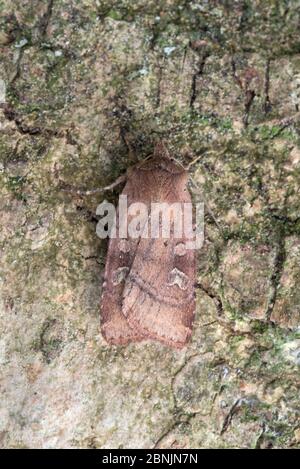 Rustikale Motte mit quadratischem Punktfleck (Xestia xanthographa) Wiltshire, Großbritannien Juni Stockfoto