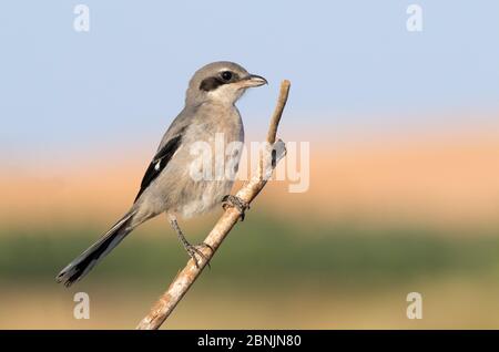 Grauwürger (Lanius excubiter) Spanien, Juli Stockfoto