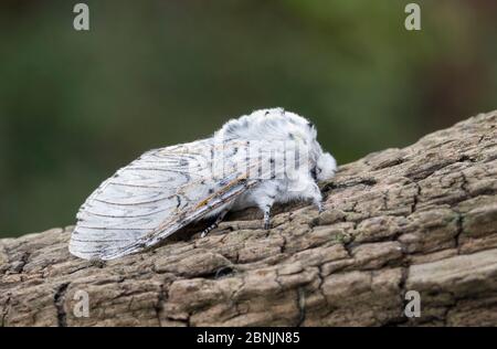 Käfer-Raupe (Cerura vinula) Wiltshire UK Juni Stockfoto