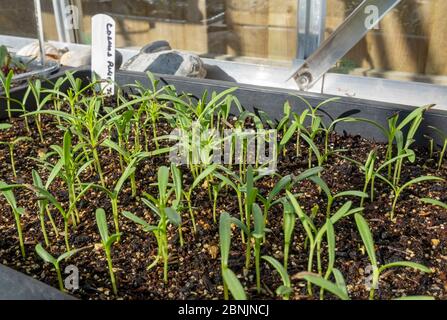 Nahaufnahme von Tabletts mit Blumensetzlingen Einstreu von Pflanzen Cosmos Purity, die im Frühjahr im Gewächshaus wachsen England Vereinigtes Königreich GB Großbritannien Stockfoto