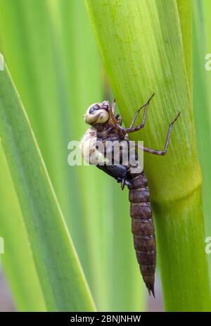 Südliche Habichtsdrachenfliege (Aeshna cyanea), die aus Larven-/Nymphen-Fällen, Wiltshire, Großbritannien, hervorgegangen ist Stockfoto