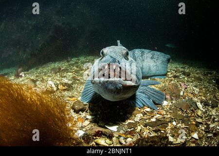 Wolfsaal (Anarrhichthys ocellatus) kleiner Strytan Tauchplatz, Eyjafjordur in der Nähe von Akureyri, Nordisland, Nordatlantik. Stockfoto