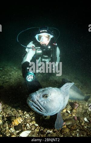 Taucher mit Wolfsaal (Anarrhichthys ocellatus) kleiner Strytan Tauchplatz, Eyjafjordur in der Nähe von Akureyri, Nordisland, Nordatlantik. Stockfoto