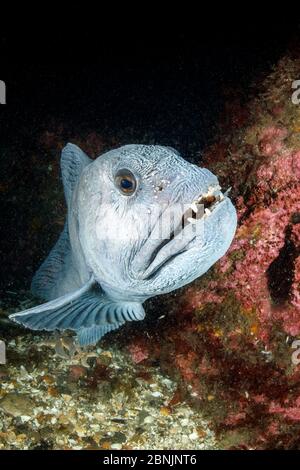 Wolfsaal (Anarrhichthys ocellatus) kleiner Strytan Tauchplatz, Eyjafjordur in der Nähe von Akureyri, Nordisland, Nordatlantik. Stockfoto