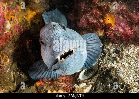 Wolfsaal (Anarrhichthys ocellatus) kleiner Strytan Tauchplatz, Eyjafjordur in der Nähe von Akureyri, Nordisland, Nordatlantik. Stockfoto