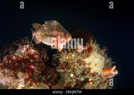 Lumpsucker (Cyclopterus lumpus) Männchen bewacht seine gelbe Eiermasse, kleiner Strytan Tauchplatz, Eyjafjordur in der Nähe von Akureyri, Nordisland, Stockfoto