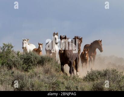 Wild Mustang Hengst führt Stuten und Fohlen zum Wasserloch, Sand Wash Basin, Colorado, USA. Juni. Stockfoto